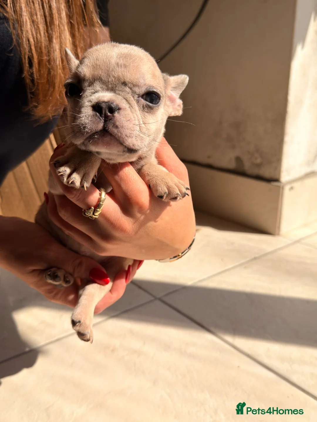 French Bulldog dogs for sale: French bulldog puppies  - Advert 26