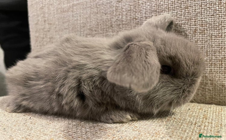 Mini Lop rabbits - Advert 16