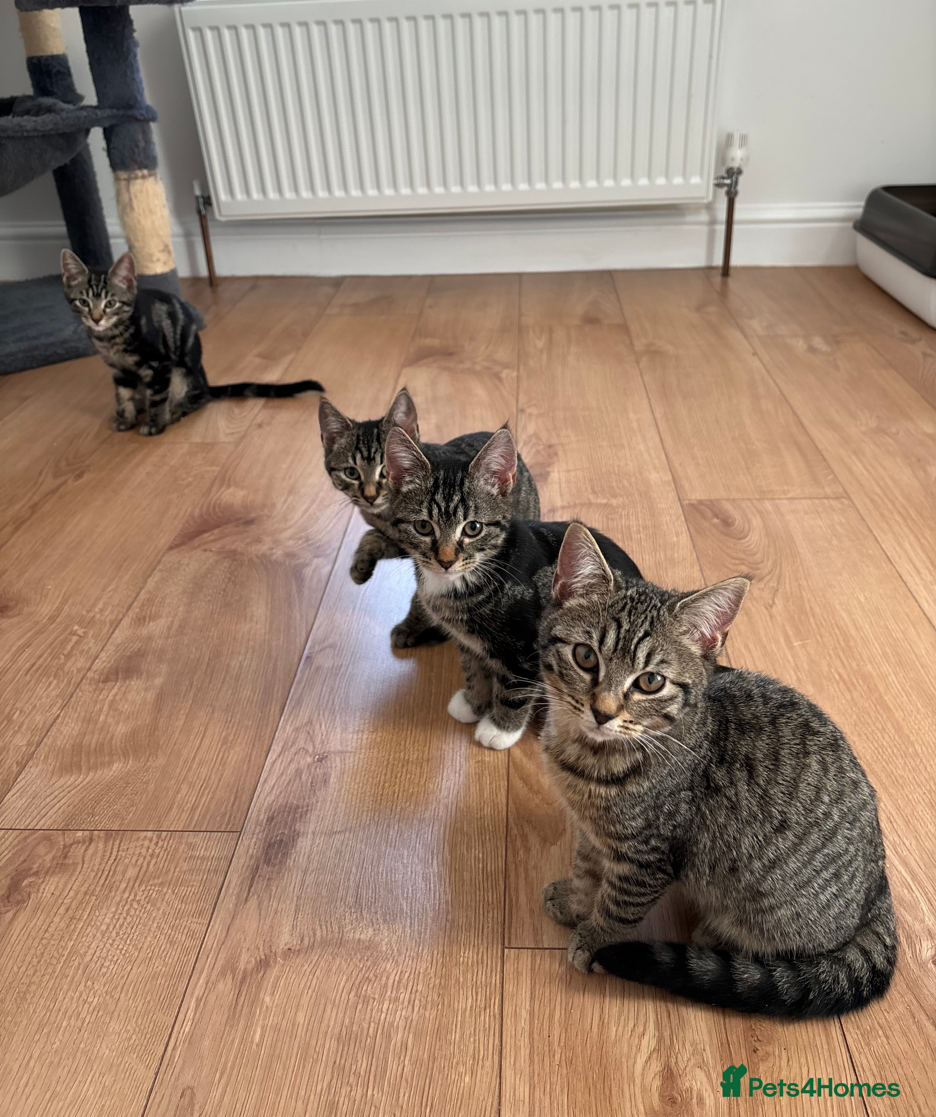 American Shorthair cats 🌟Kittens Urgently Seeking 4Ever Homes!!🌟 - Advert 10