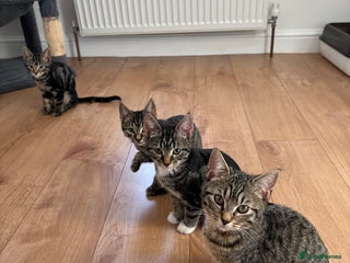American Shorthair cats 🌟Kittens Urgently Seeking 4Ever Homes!!🌟 - Advert 10