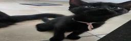 Mixed Breed cats for sale: Three Super-Fluffy Black Kittens Ready Now 🐾 - Advert 5