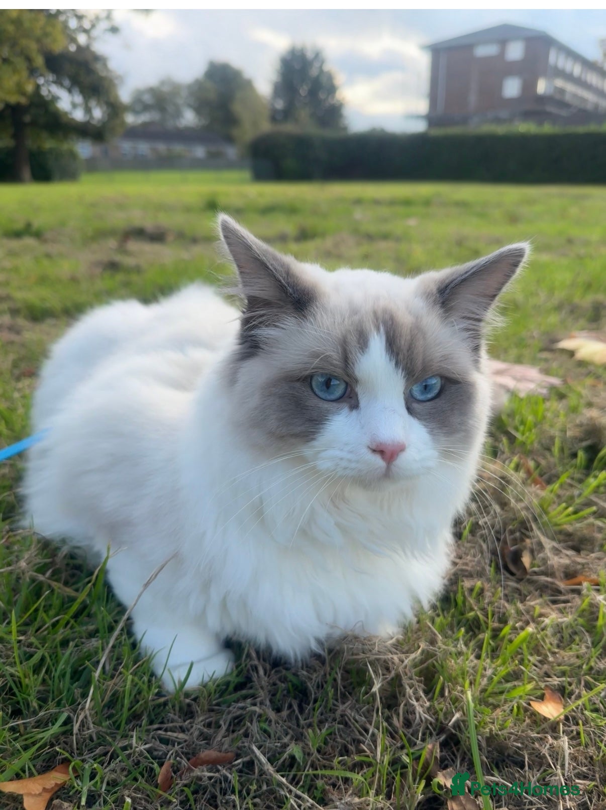 Ragdoll cats Rehome beautiful Ragdoll - Advert 1