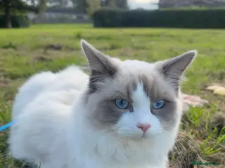 Ragdoll cats Rehome beautiful Ragdoll - Advert 1