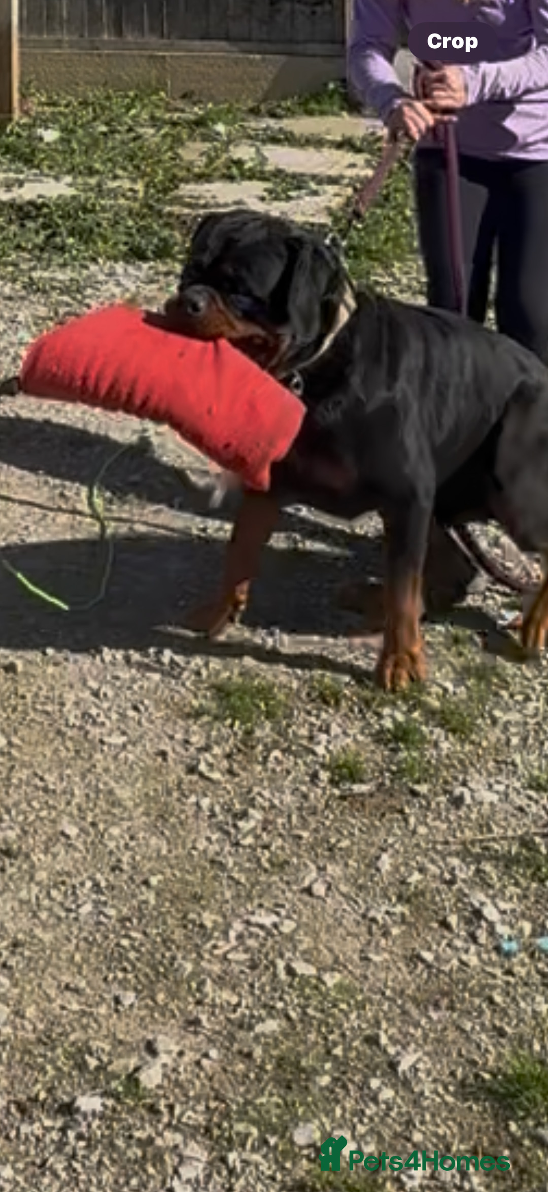 Rottweiler dogs for stud: Stunning KC registered fully health tested male   in Burnley - Advert 22