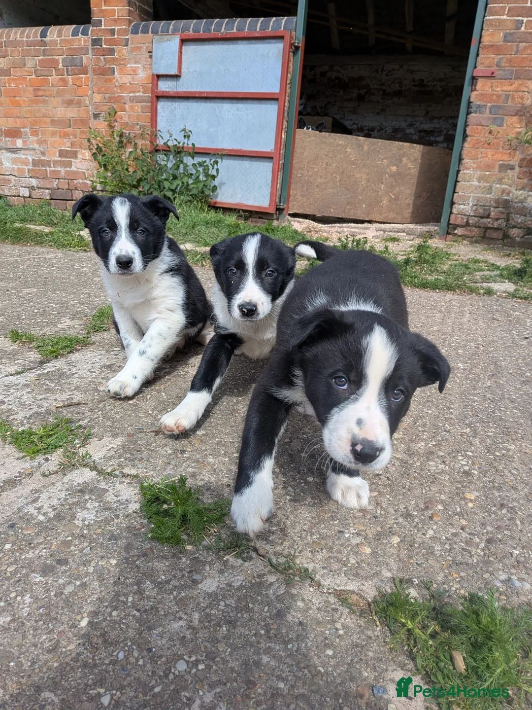 Border Collie dogs for sale: Border Collie Puppies for sale - Advert 2