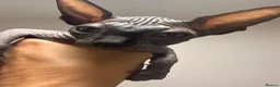 Sphynx cats for sale: Stunning sphinx kittens  - Advert 5