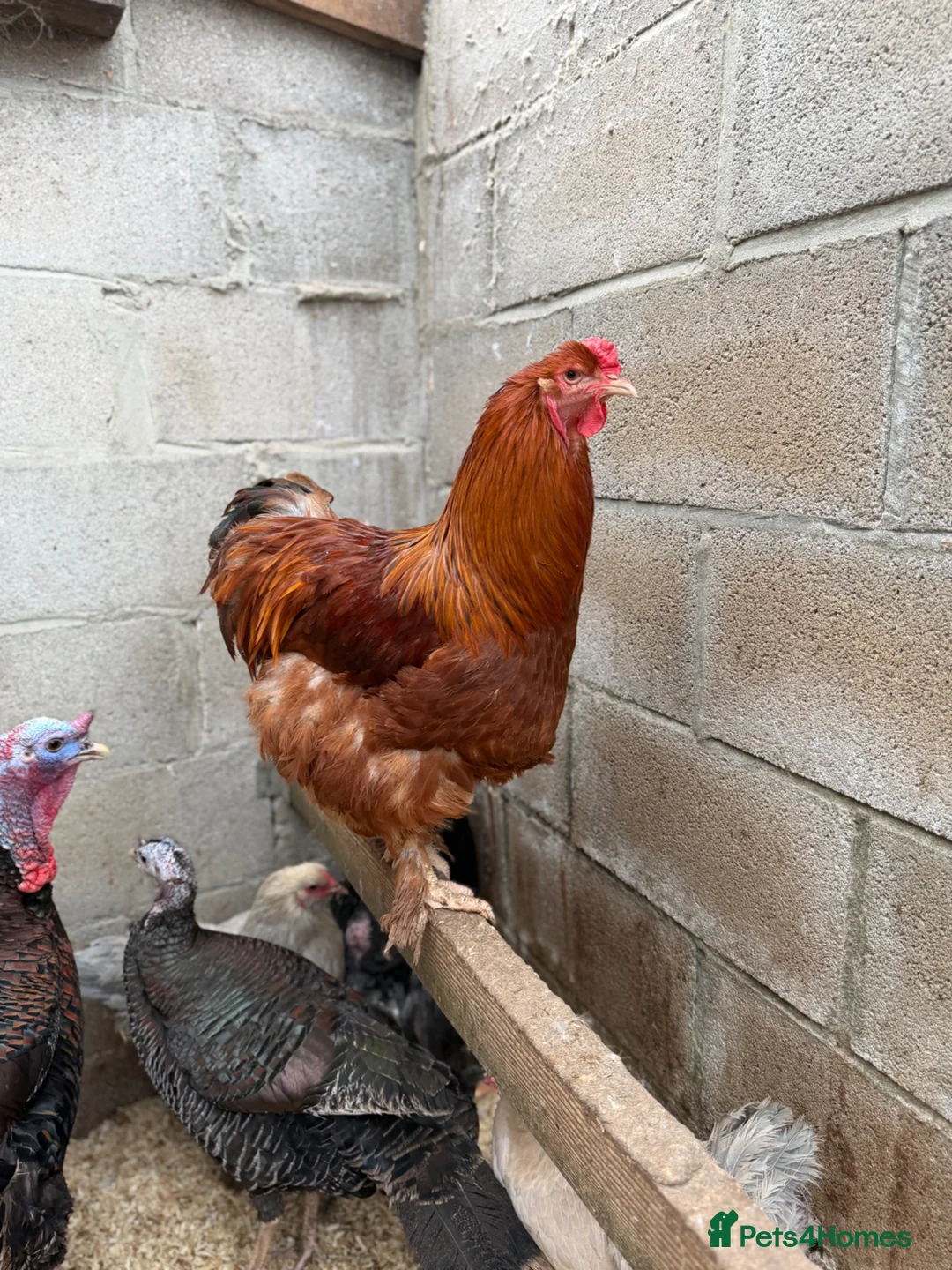 Chickens poultry for sale: Hatching Eggs🐣USA Bearded Silkies,Brahmas,Vorwerk - Advert 40