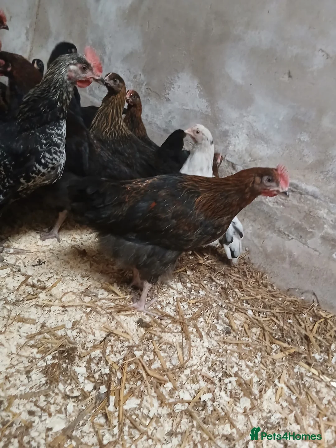 Hens poultry for sale: 1-12 weeks old Black Marren Hens Chicks Cockerals  - Advert 9