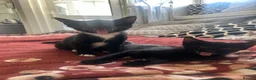 Mixed Breed cats for sale: Pair of kittens to go together  - Advert 3