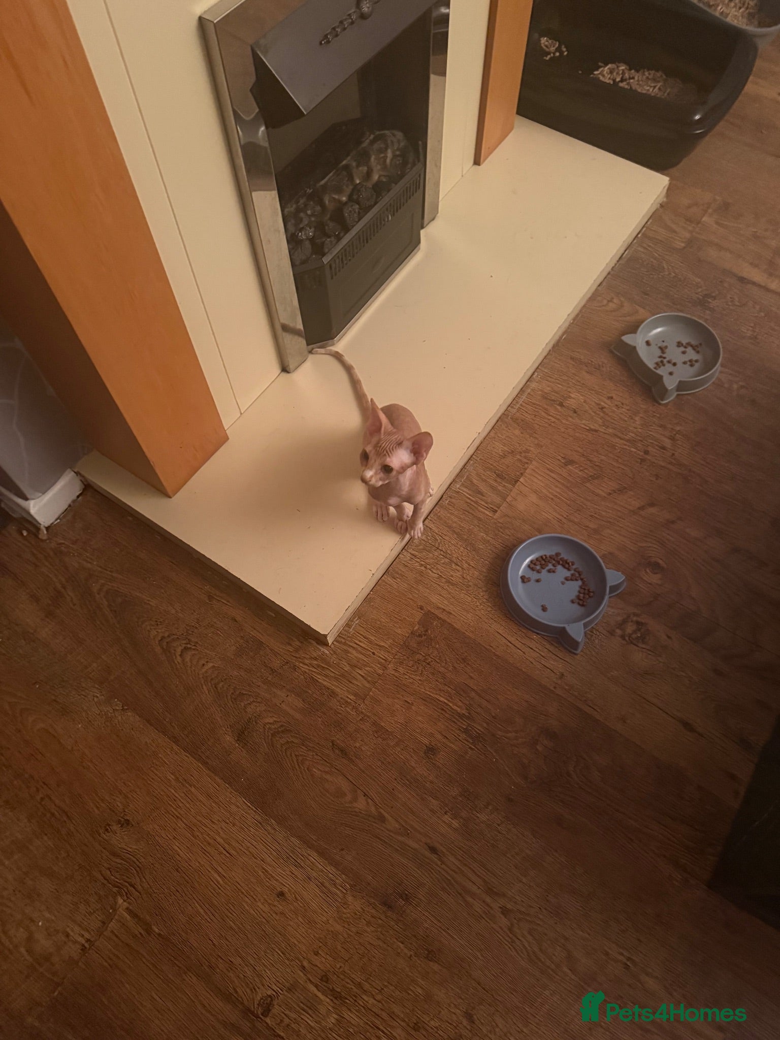Sphynx cats Last little boy still available Canadian Sphynx  - Advert 2