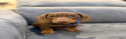 Miniature Dachshund dogs for sale: Ready now One Absolutely stunning boy left  - Advert 2