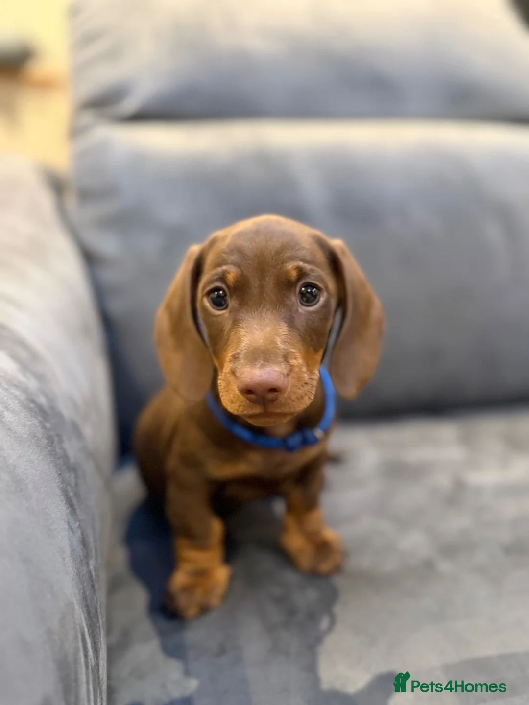 Miniature Dachshund dogs for sale: Ready now One Absolutely stunning boy left  - Advert 2