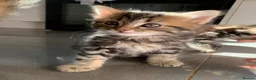 Mixed Breed cats for sale: 5 beautiful boy kittens  - Advert 31