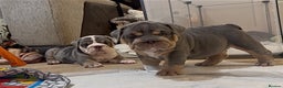 English Bulldog dogs for sale: English bulldog puppies - Advert 16