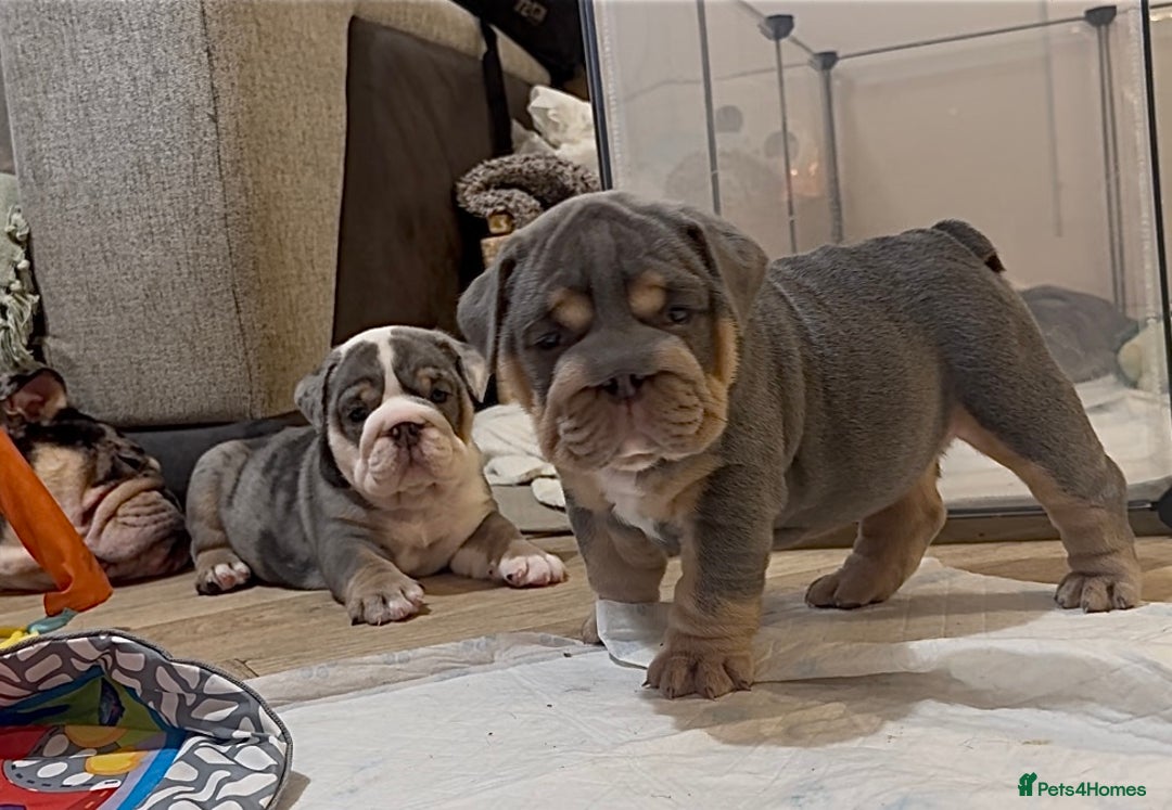 English Bulldog dogs for sale: English bulldog puppies - Advert 16