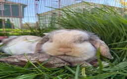 Mini Lop rabbits for sale: Female Adult (Young) Mini Lop - Advert 6