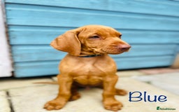 Hungarian Vizsla dogs for sale: KC registered hungarian vizsla puppies - Image 1