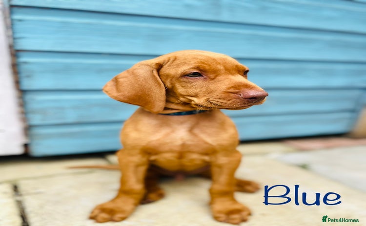 Hungarian Vizsla dogs - Advert 1