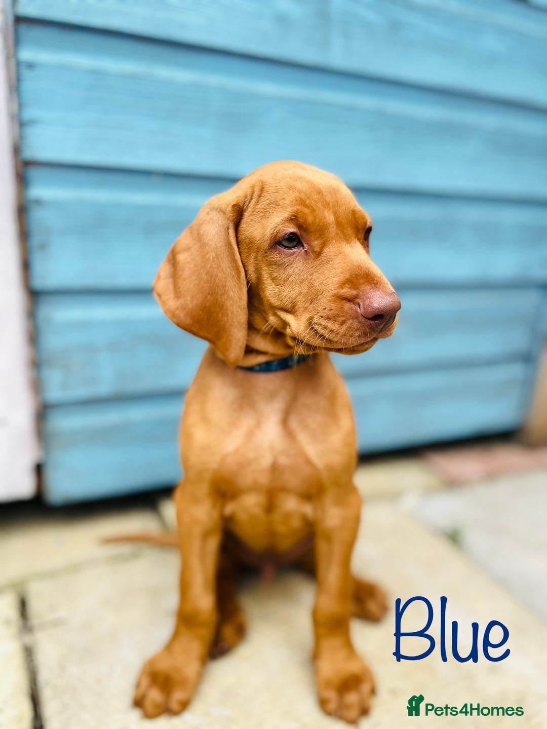Hungarian Vizsla dogs for sale: KC registered hungarian vizsla puppies - Image 1