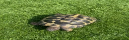 Hermann Tortoise reptiles for sale: Herman Tortoise in Reading - Advert 1