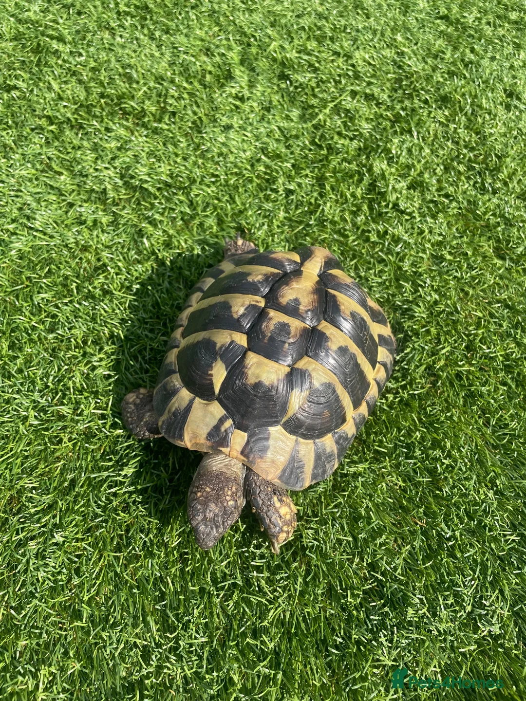 Hermann Tortoise reptiles for sale: Herman Tortoise in Reading - Advert 1