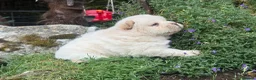 Chow Chow dogs for sale: Platinum chow chow  - Advert 19