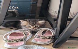 Ragdoll cats for sale: Tabby or black Ragdoll x kittens - Image 4