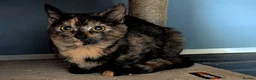 Mixed Breed cats for sale: Bengal/Norwegian kitten £250 price drop! - Advert 4