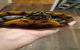 Turtle reptiles for sale: 3 turtles - Image 2