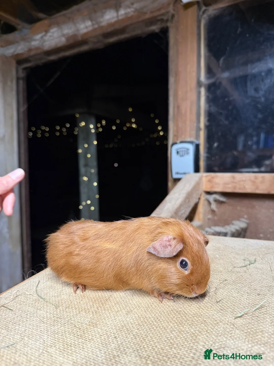 Guinea Pig rodents for sale: Gold satin baby sow guinea pig  - Advert 4
