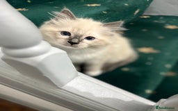 Ragdoll cats for sale: Meet Special joy - Image 13