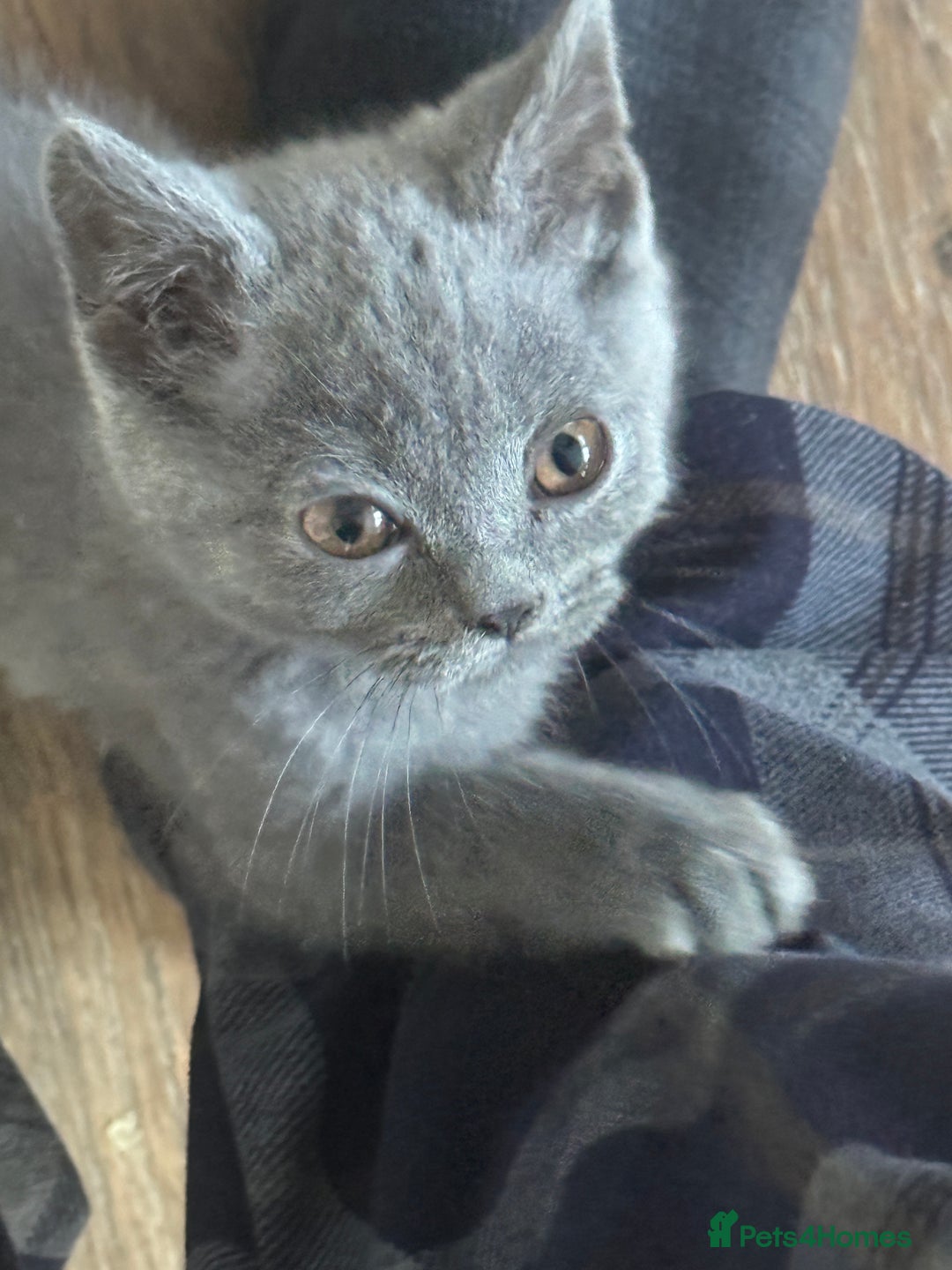 British Shorthair cats for sale: British blue short hair  - Advert 5