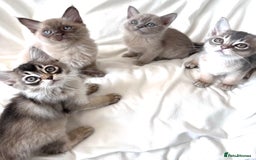 Burmese cats for sale: Stunning Show Quality Kittens - Image 1