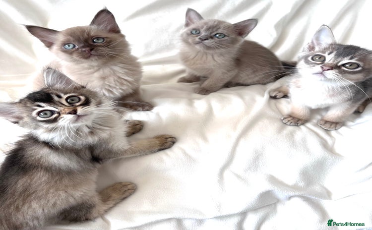 Burmese cats - Advert 9