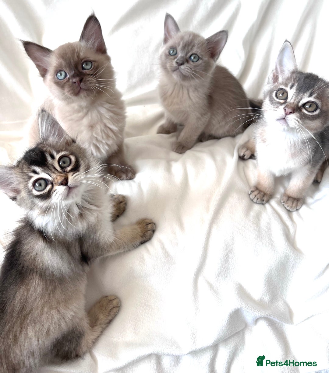 Burmese cats for sale: Stunning Show Quality Kittens - Image 1