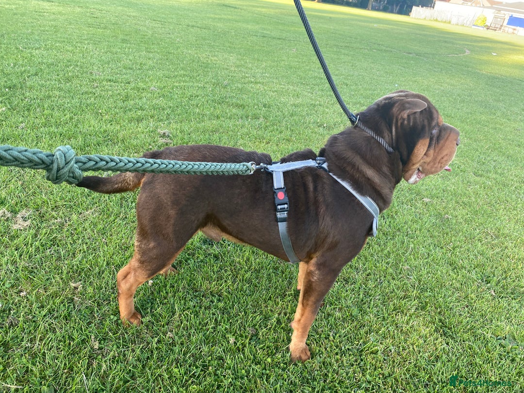Shar Pei dogs for stud: Stunning Chocolate and Tan Boy - Image 6