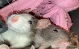 Rat rodents for sale: Rats for sale Hull Rex,fancy,dumbo&hairless - Advert 3