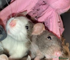 Rat rodents Rats for sale Hull Rex,fancy,dumbo&hairless - Advert 5