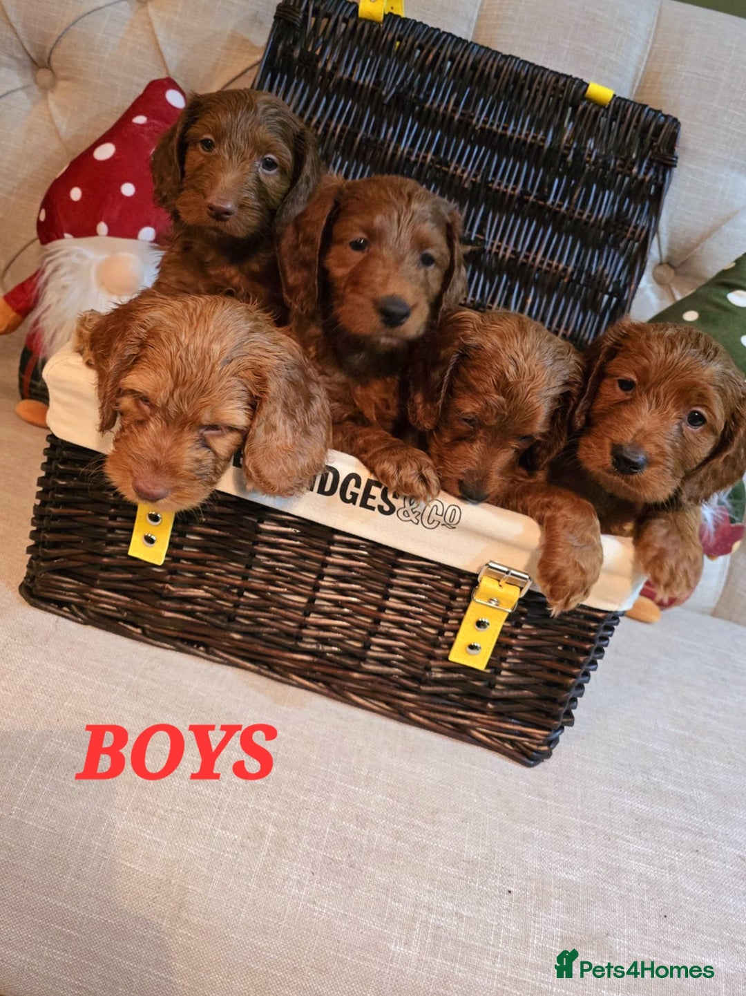 Cockapoo dogs for sale: F1 DNA hereditary clear cockapoos  - Advert 7