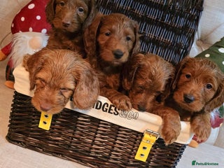 Cockapoo dogs F1 DNA hereditary clear cockapoos - Advert 15