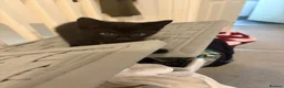 Mixed Breed cats for sale: Kittens black  in Peterborough - Advert 9