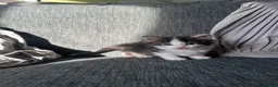Mixed Breed cats for sale: 5 beautiful black tie/ ragdoll kittens for sale  - Advert 21