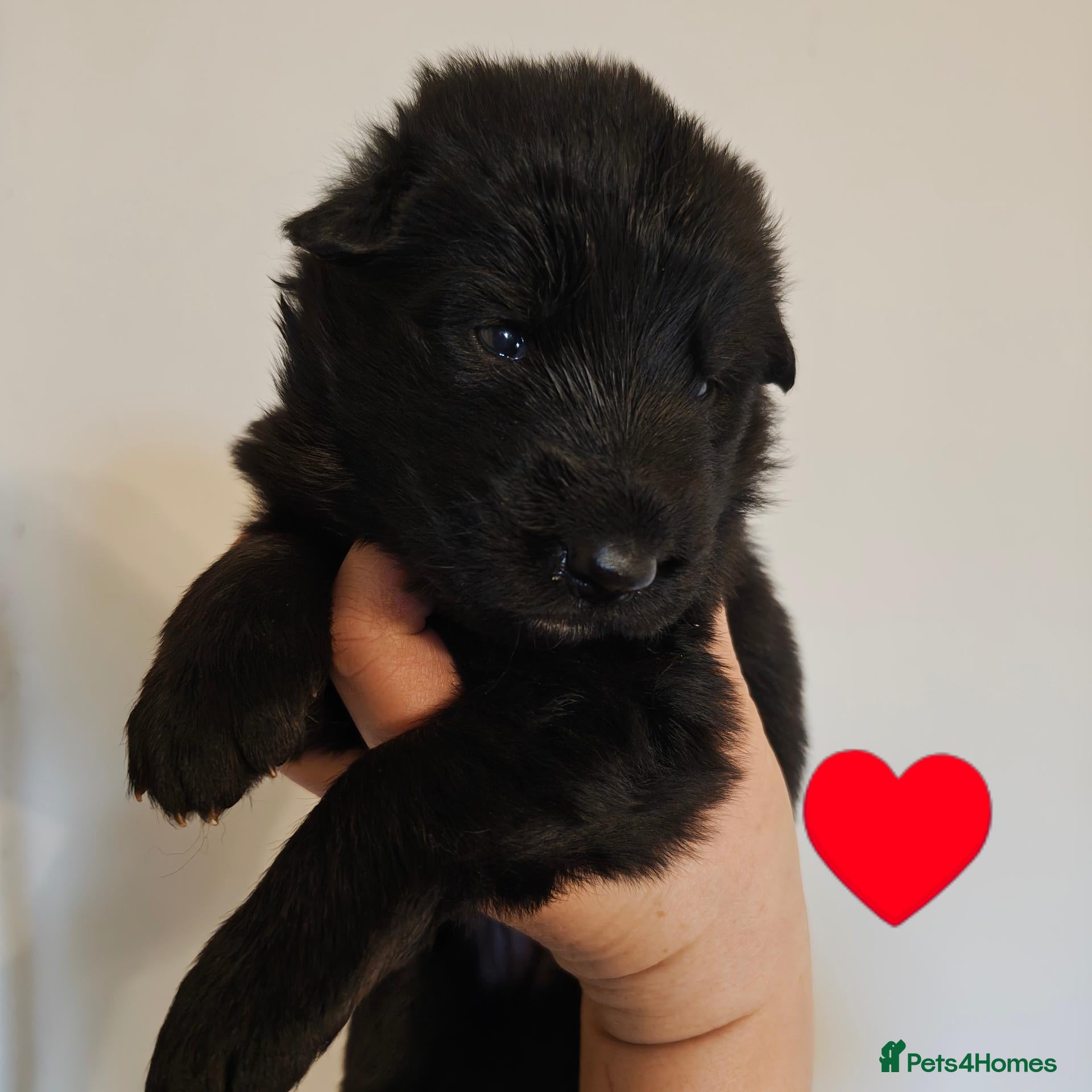 German Shepherd dogs for sale: Beautiful top quality long haired German shepherds - Advert 2