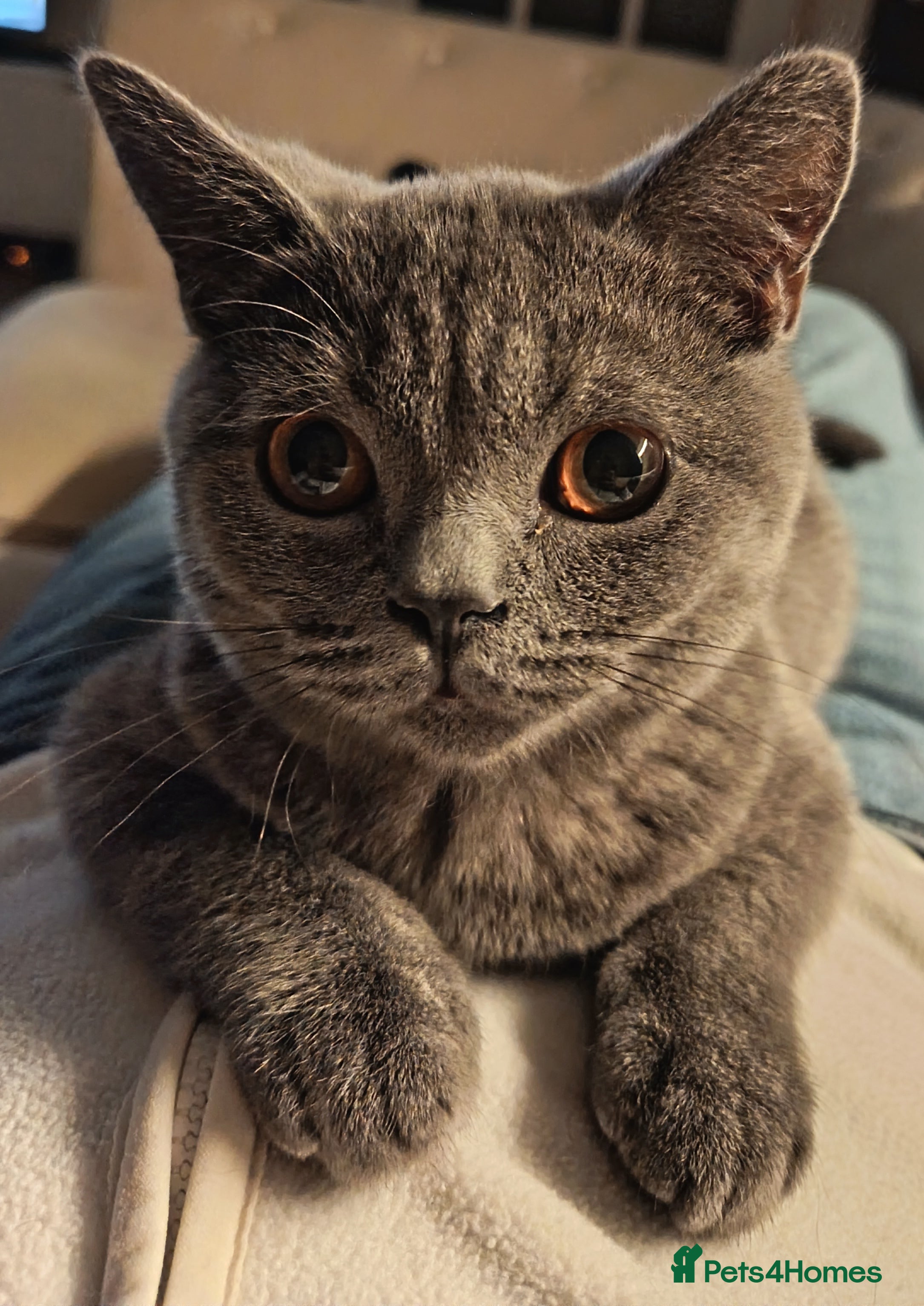 British Shorthair cats British Shorthair Female - Advert 1