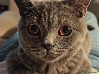 British Shorthair cats British Shorthair Female - Advert 1