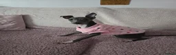Italian Greyhound dogs for sale: Italian Greyhound - 8 Months Old  - Advert 2