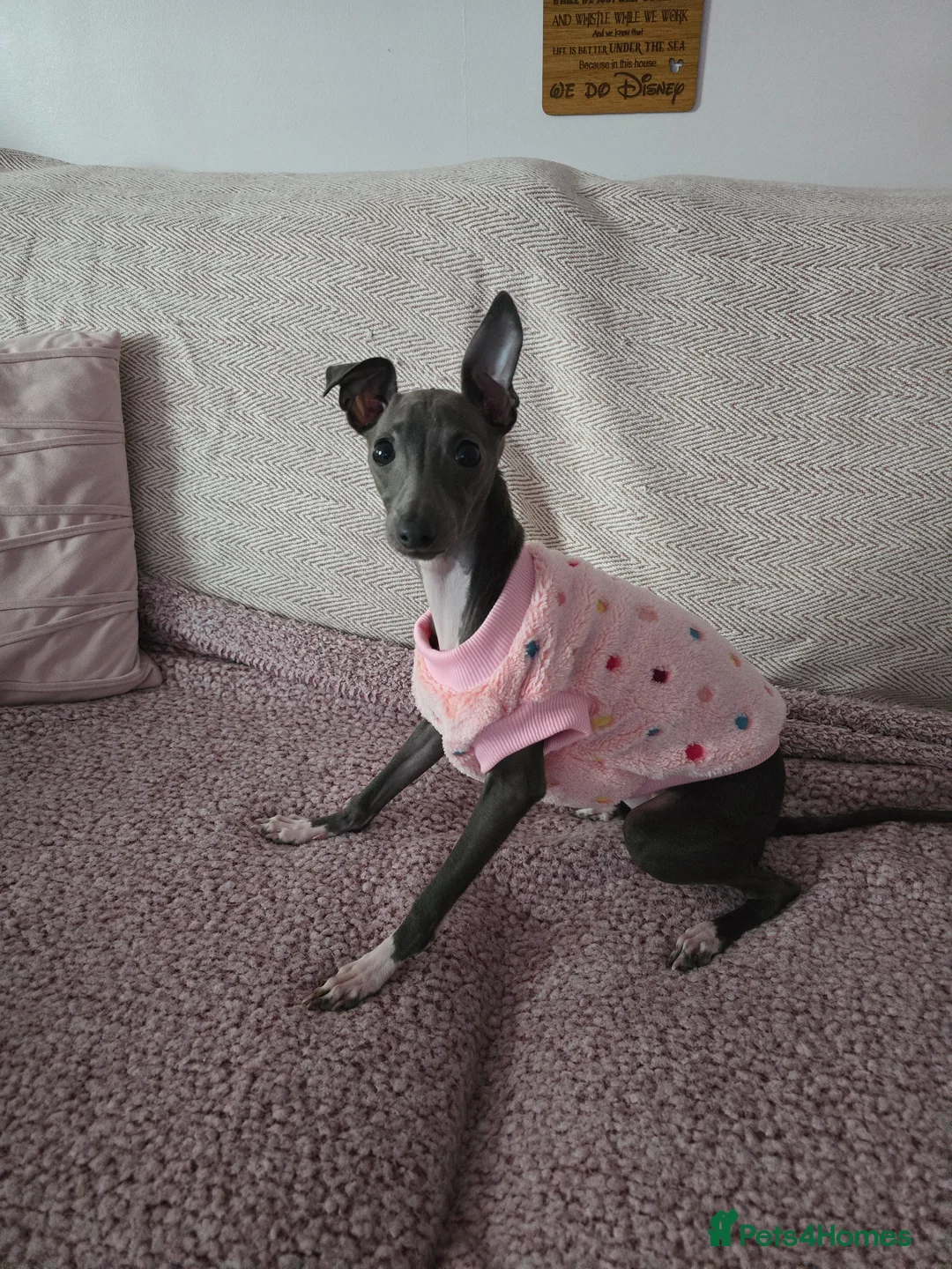 Italian Greyhound dogs for sale: Italian Greyhound - 8 Months Old  - Advert 2