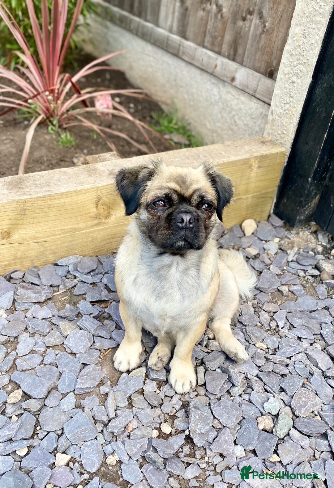 Pug dogs for sale: Beautiful KC Reg spayed fluffy pug needs home 💖 - Advert 13