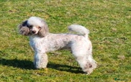 Mini Goldendoodle dogs for sale: STUNNING F1 GOLDENDOODLE MERLE BITCH PUP - Image 7