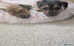 Mixed Breed dogs for sale: Dorkie pups chorkie x dachshund  in Bridgwater - Image 11